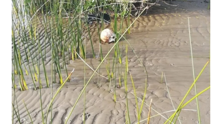 Hallaron huesos humanos en Punta Lara